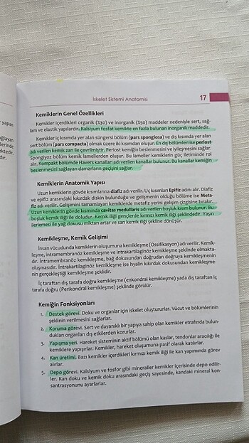  Sistematik anatomi 