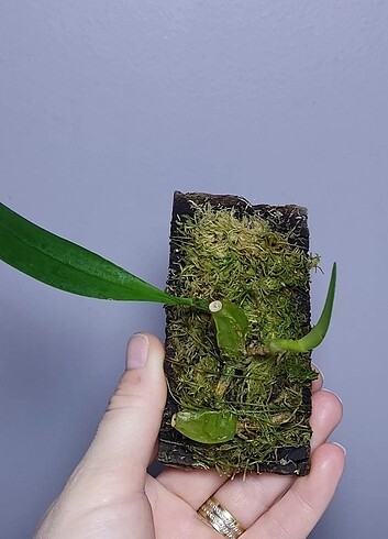 Bulbophyllum 