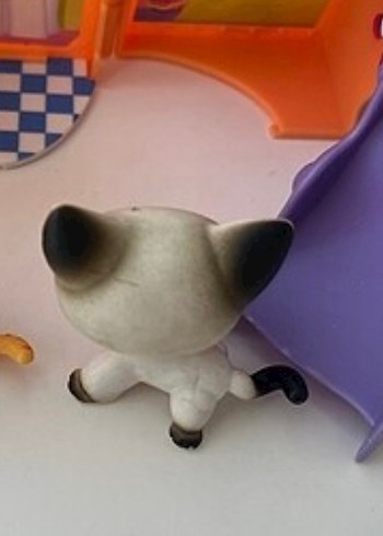 Beden Renk Lps miniş shorthair kedi