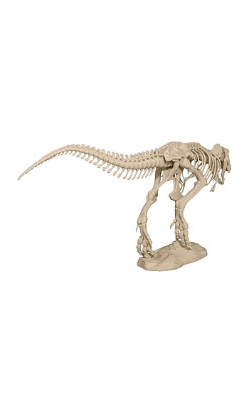 Beden T-Rex Dinazor İskeleti Figürü