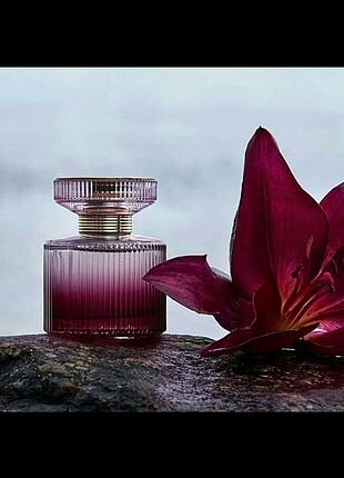 Amber Elixir bayan parfümü