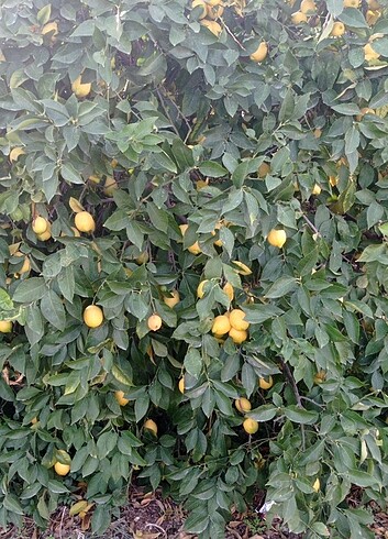 Dalından limon 