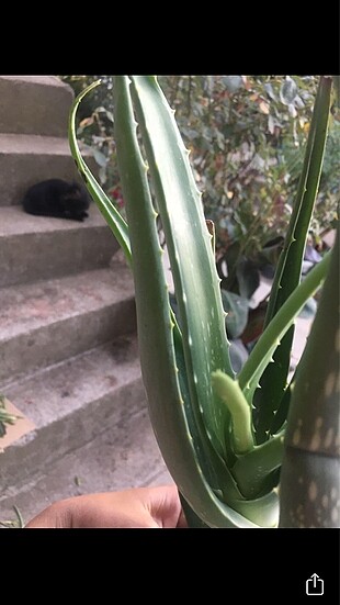  Beden Aloe vera