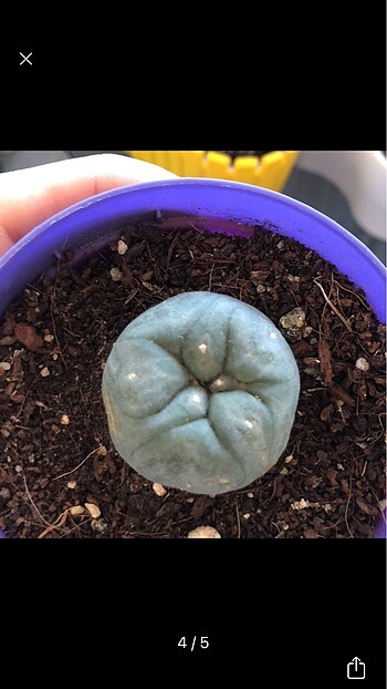 Diğer Lophophora