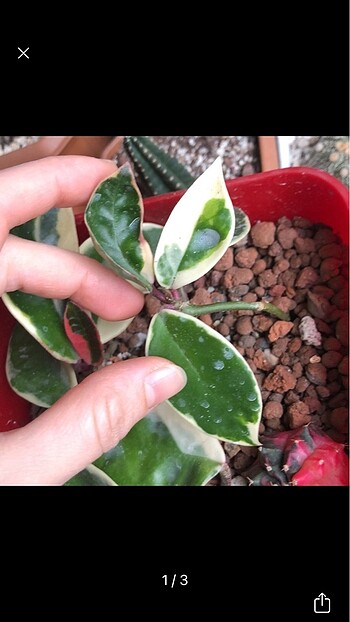  Beden Hoya qrimson quen