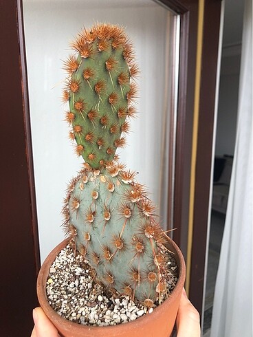 Diğer Opuntia aciculata
