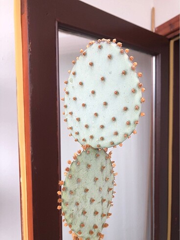 Diğer Opuntia violacea