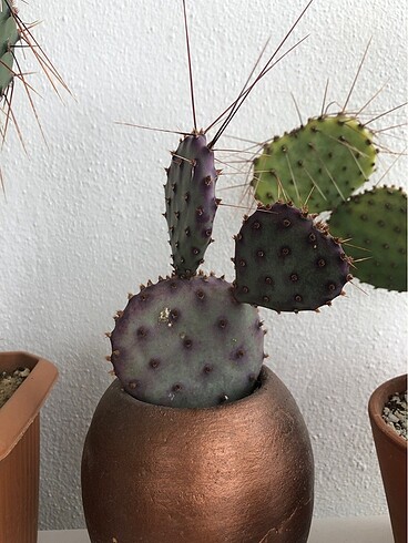 Diğer Oluntia baby rita