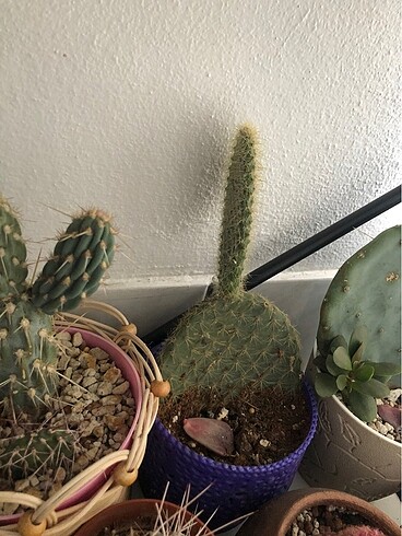 Diğer Opuntia