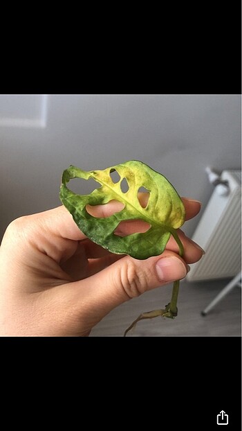 Diğer Monstera adansonii albo