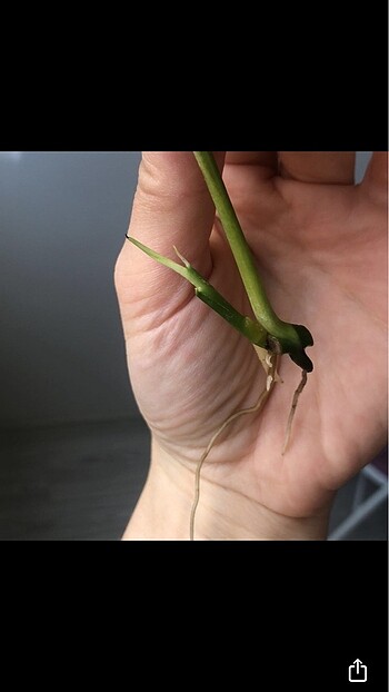 Beden Monstera adansonii albo