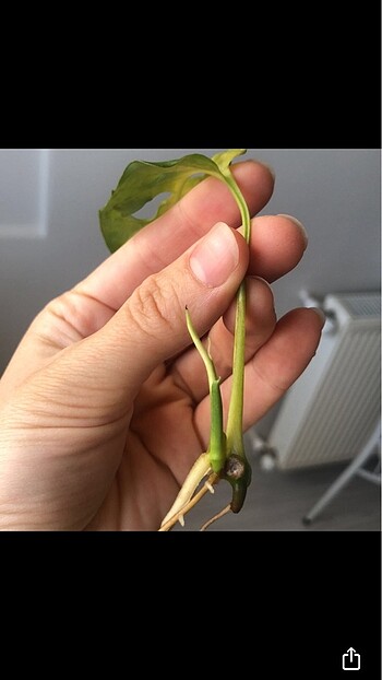 Beden beyaz Renk Monstera adansonii albo