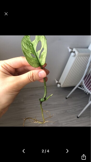 Diğer Monstera adansonii albo