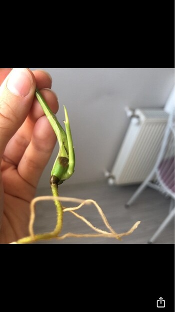 Beden beyaz Renk Monstera adansonii albo