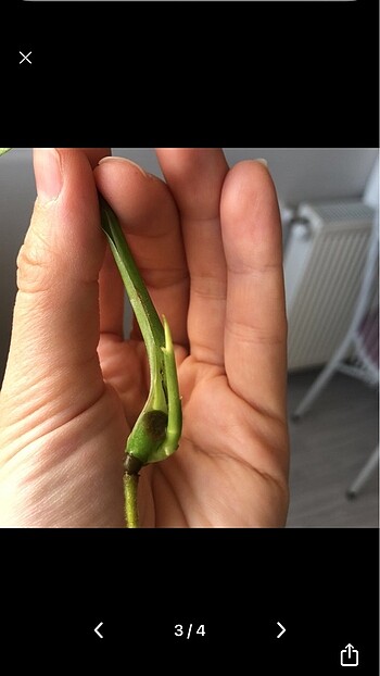 Beden Monstera adansonii albo