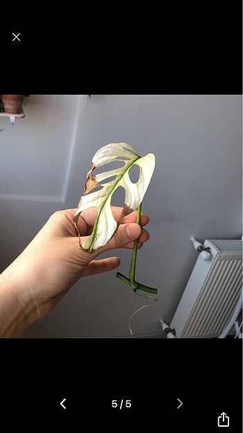 Diğer Monstera adansonii albo