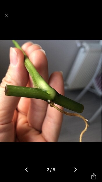 Beden Monstera adansonii albo