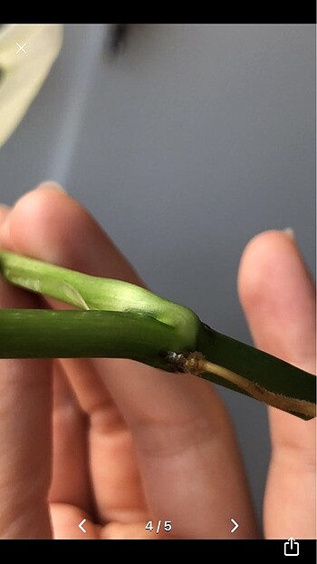 Beden beyaz Renk Monstera adansonii albo