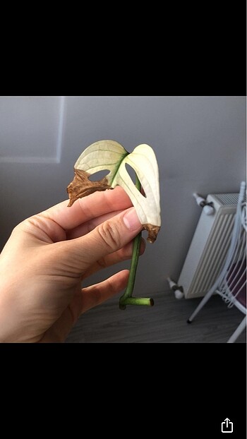 Diğer Monstera adansonii albo