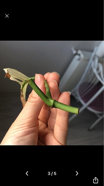  Beden Monstera adansonii albo