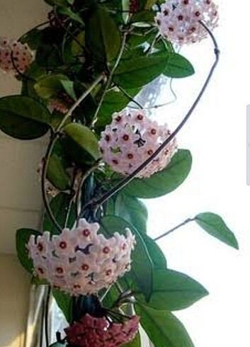 Mis Kokulu Mum Çiçeği 