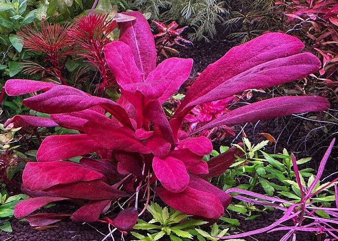 samolus parviflorus red akvaryum bitki