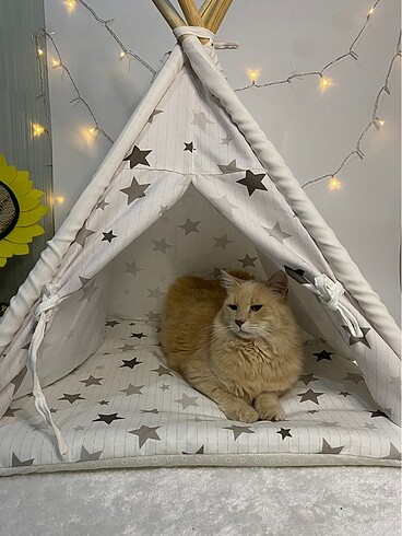 Kedi köpek çadırı