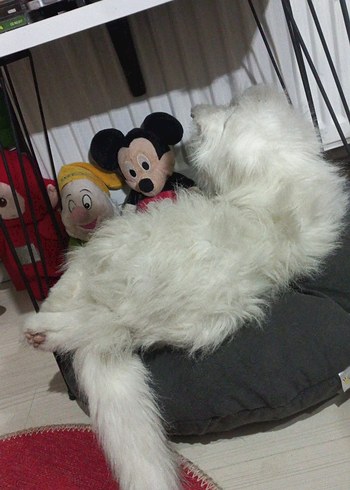 Beyaz Furreal Friends Lulu Kedi Oyuncak - Görsel 4