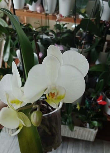 Phal. Orkide