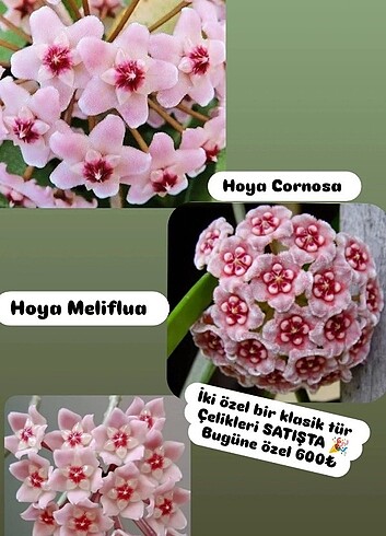 Hoya mum çiçeği 