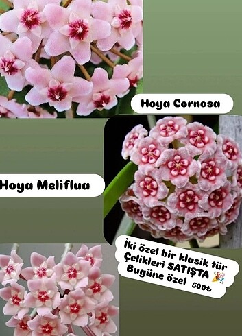 Hoya mum çiçeği 