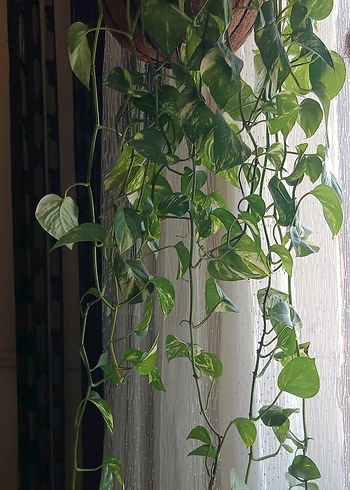 epipremnum aureum(salon sarmaşığı