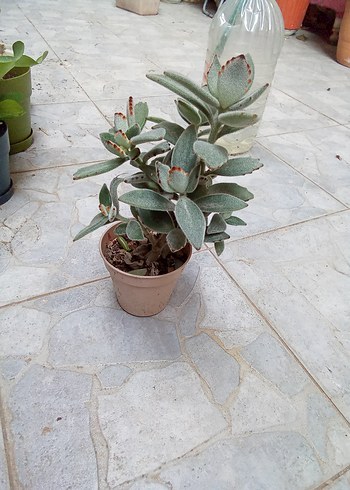 panda çiçeği - Görsel 2