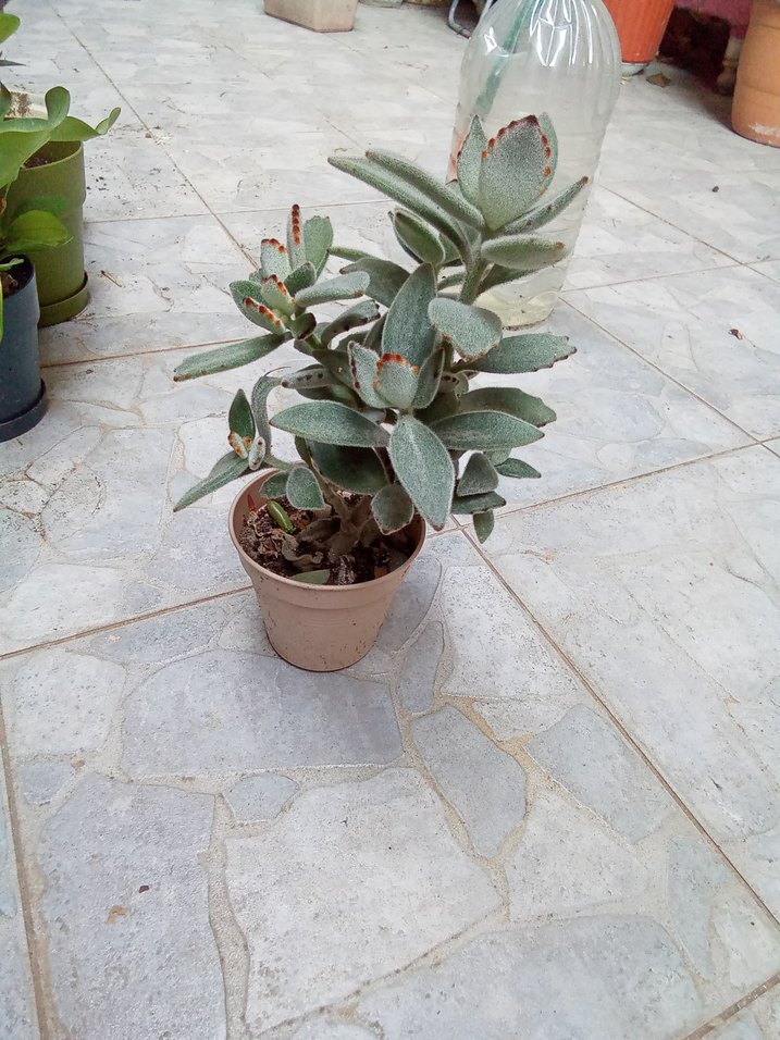 panda çiçeği - Görsel 2