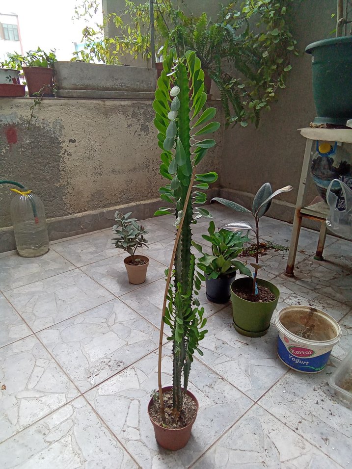 süt ağacı - Görsel 2