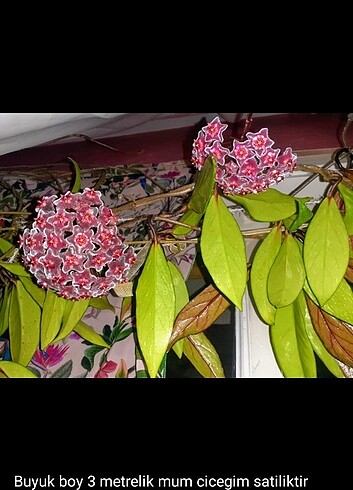Mum cicegi