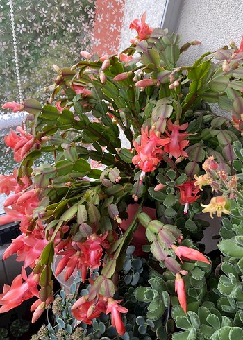 Devasa Boyutta Yılbaşı Çiçeği - Görsel 2