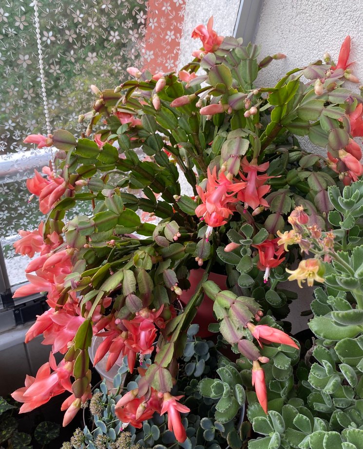 Devasa Boyutta Yılbaşı Çiçeği - Görsel 2