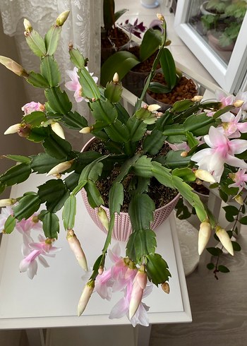 Yılbaşı Çiçeği Pembe-Beyaz Renkli - Görsel 2