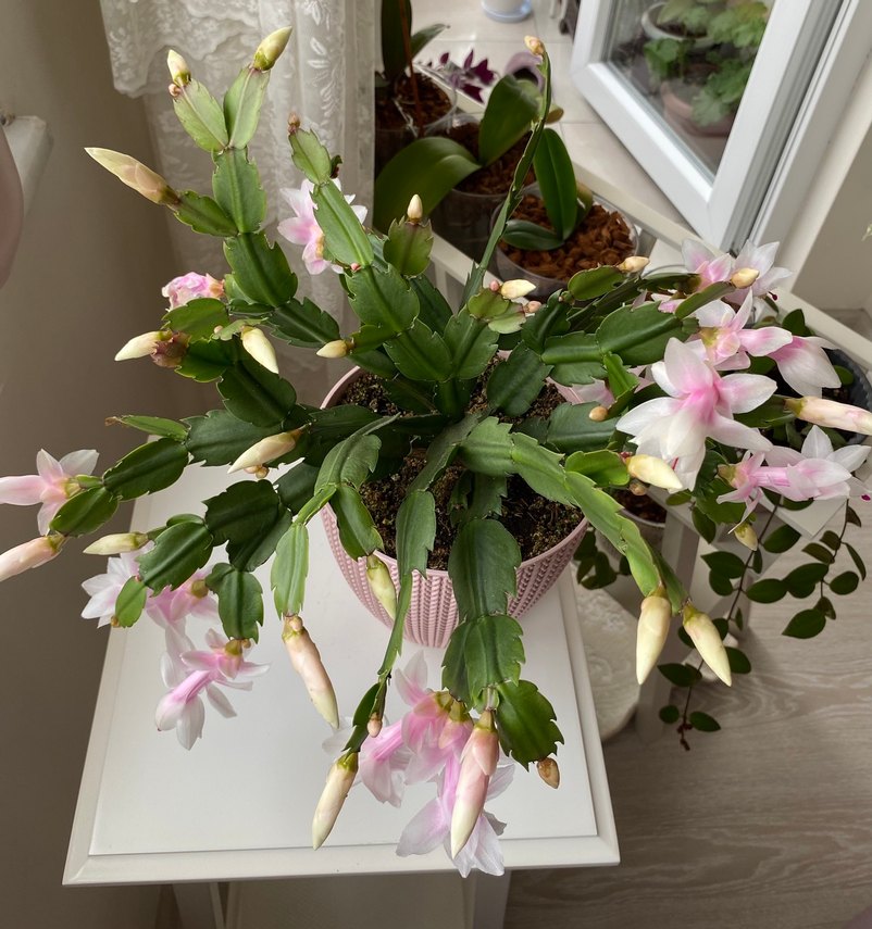 Yılbaşı Çiçeği Pembe-Beyaz Renkli - Görsel 2