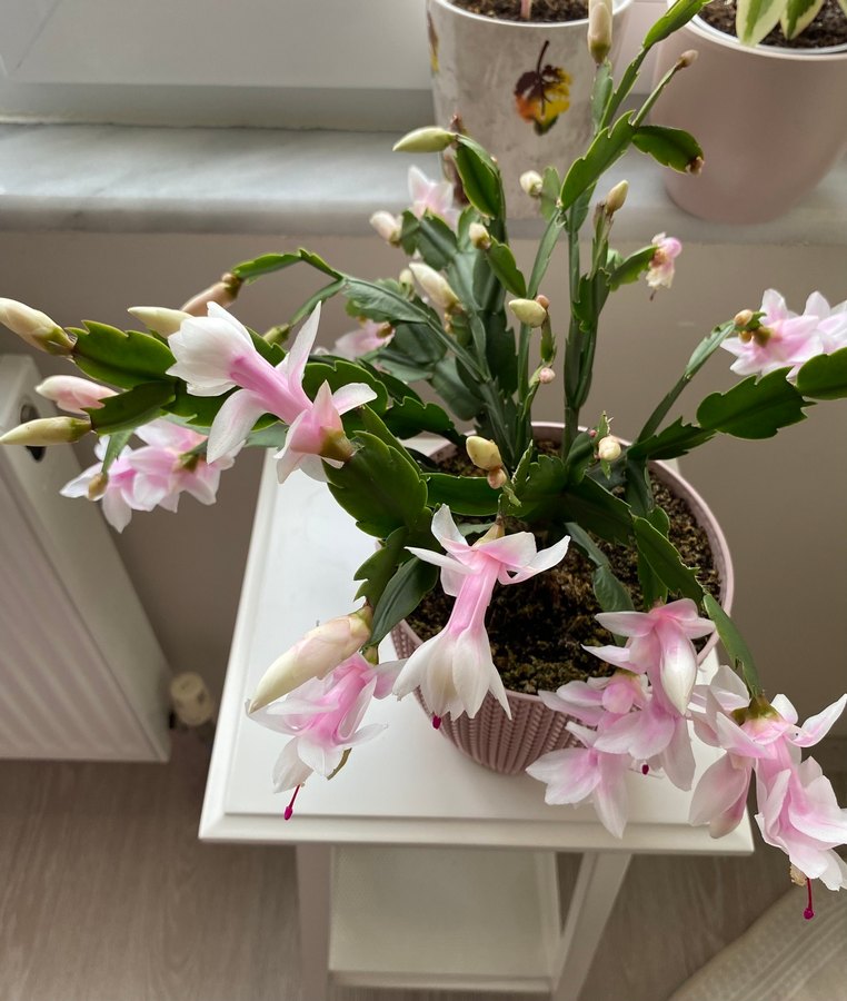 Yılbaşı Çiçeği Pembe-Beyaz Renkli - Görsel 3