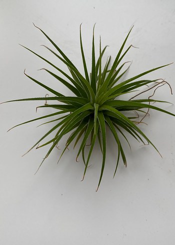 Tillandsia Lonantha Rubra - Görsel 2