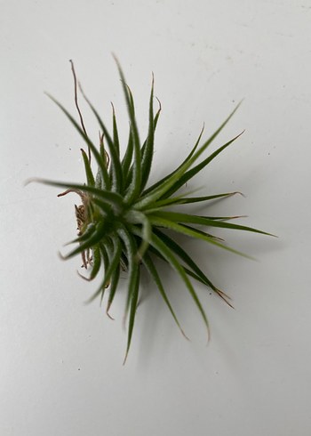 Tillandsia Lonantha Rubra - Görsel 2