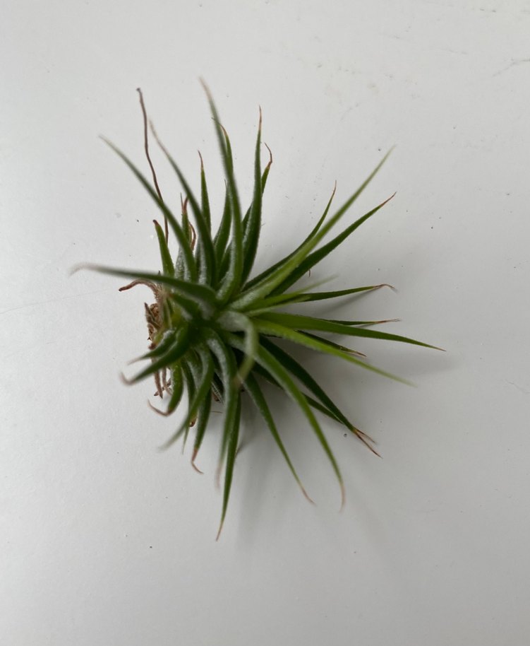 Tillandsia Lonantha Rubra - Görsel 2