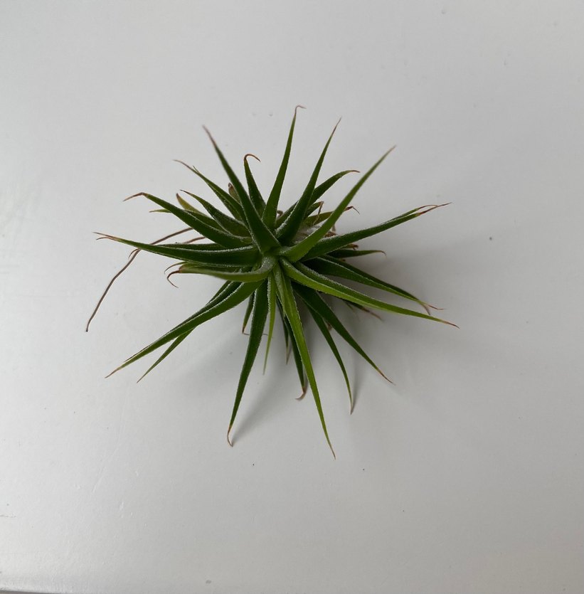 Tillandsia Lonantha Rubra - Görsel 3