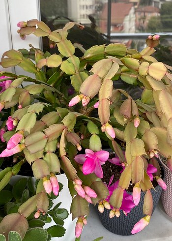 Yılbaşı Çiçeği Fuşya Renkli - Görsel 3