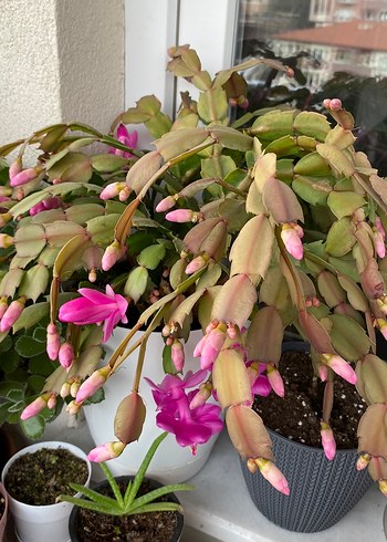 Yılbaşı Çiçeği Fuşya Renkli - Görsel 2