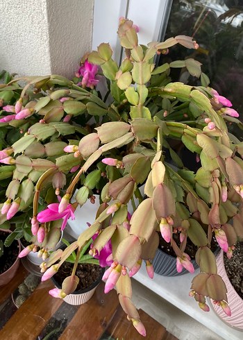 Yılbaşı Çiçeği Fuşya Renkli - Görsel 4