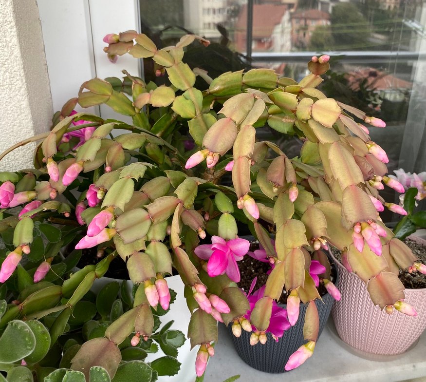 Yılbaşı Çiçeği Fuşya Renkli - Görsel 3