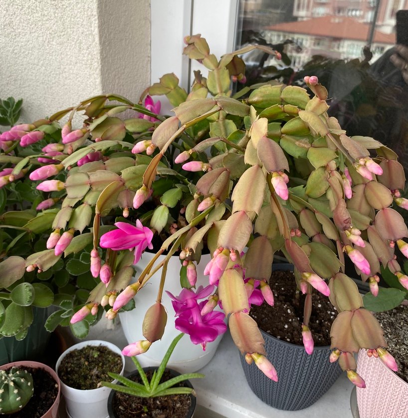 Yılbaşı Çiçeği Fuşya Renkli - Görsel 2